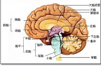 脑炎导致失语和无痛人流应如何治疗